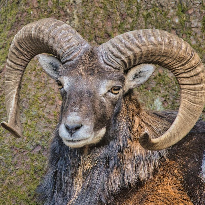 Aries zodiac personality traits, compatibility and more | Lifestyle ...