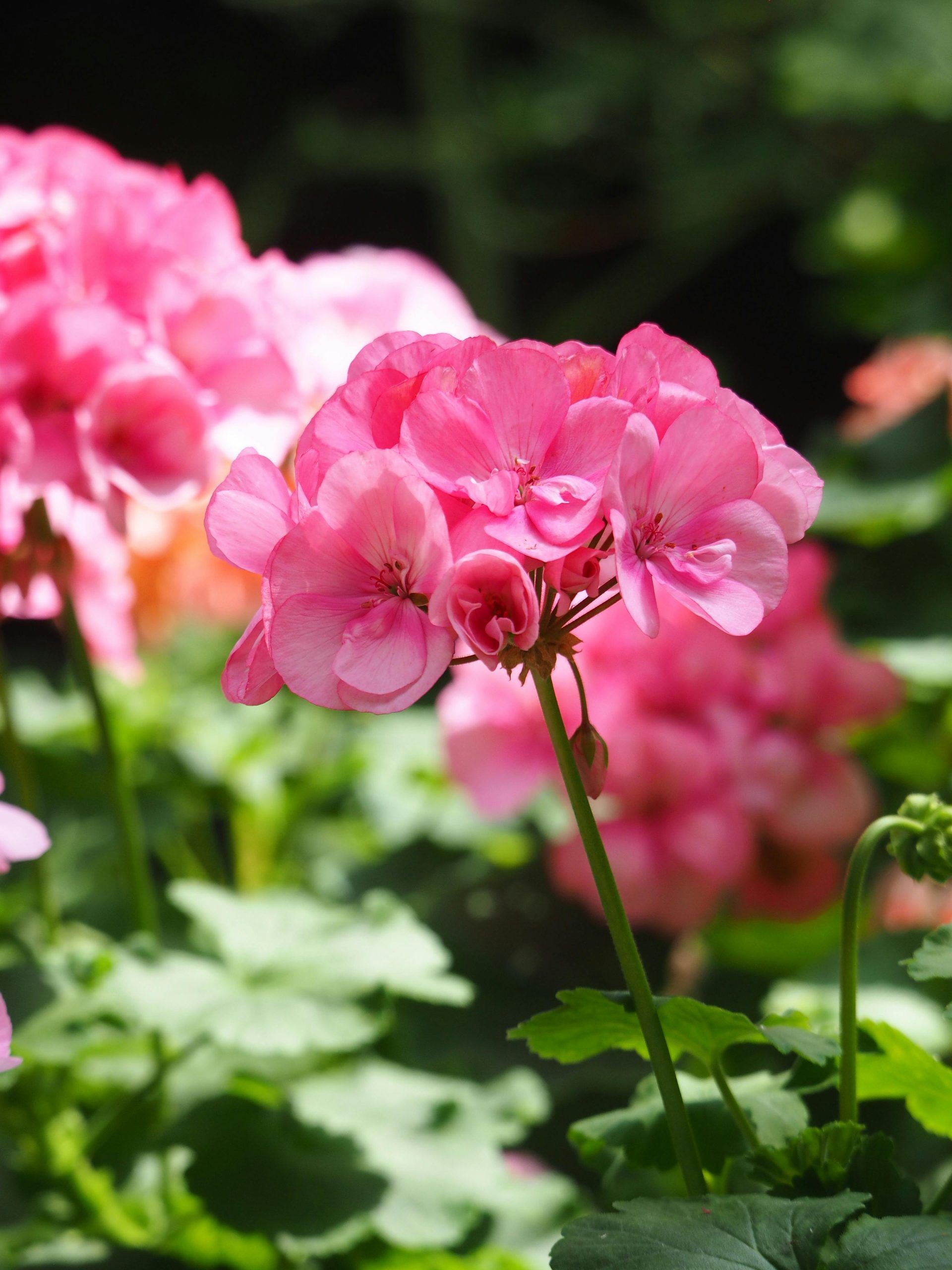 Best indoor flower plants for home to spruce up your space