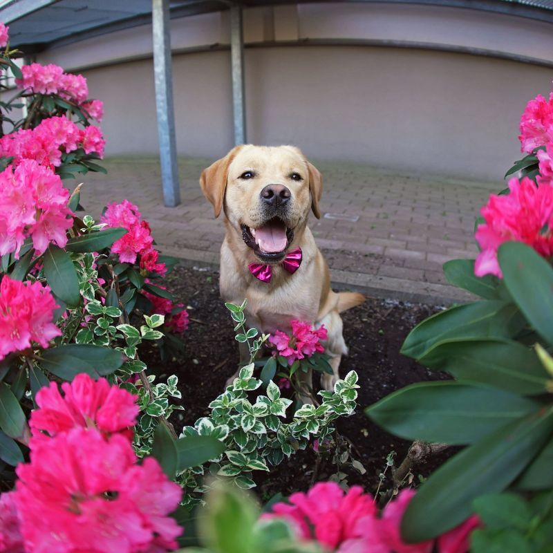 Plants that pet owners should avoid having at home or in the garden because they are toxic