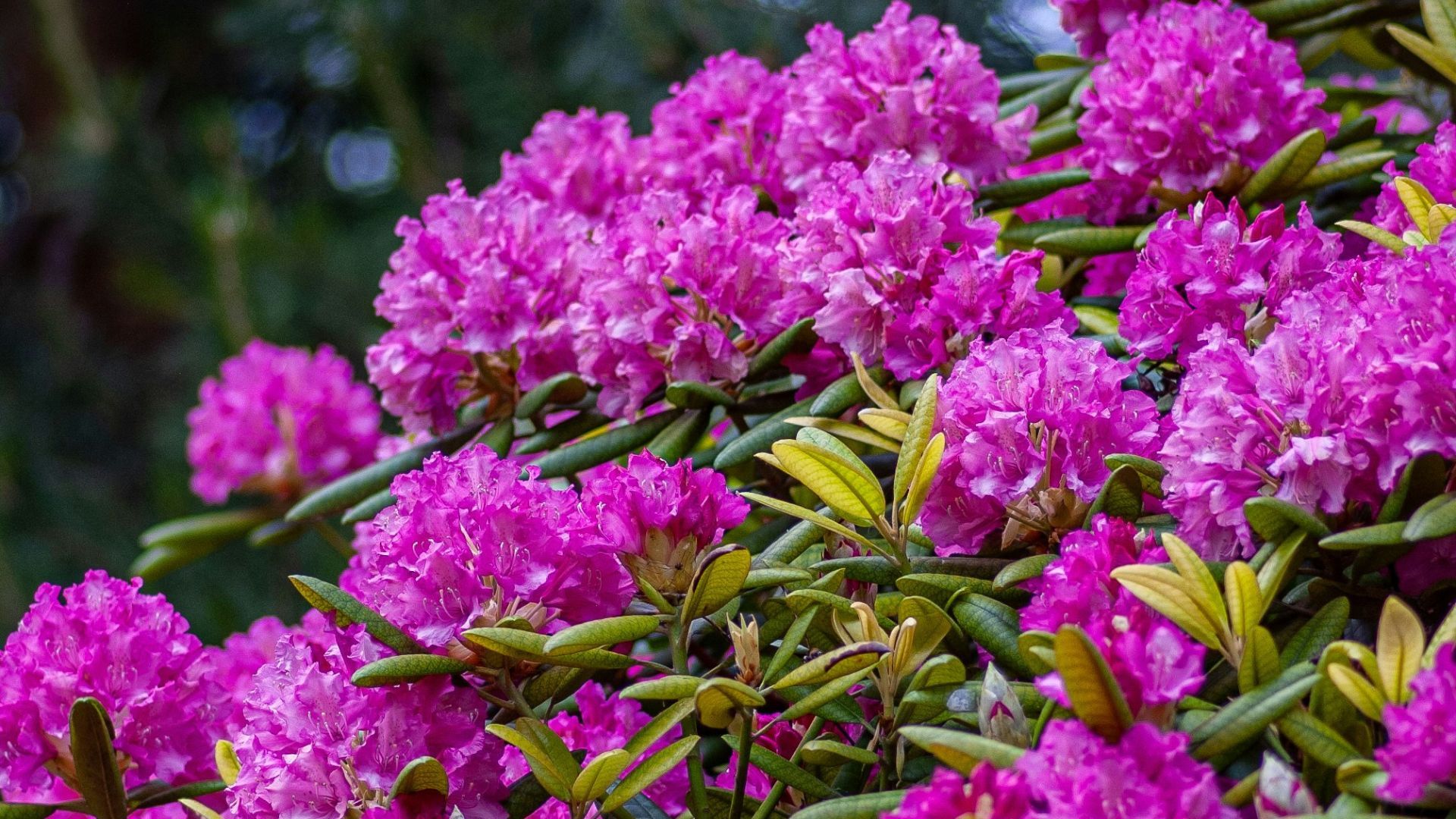 Toxic plants for dogs and cats Lillies, tulips, and more