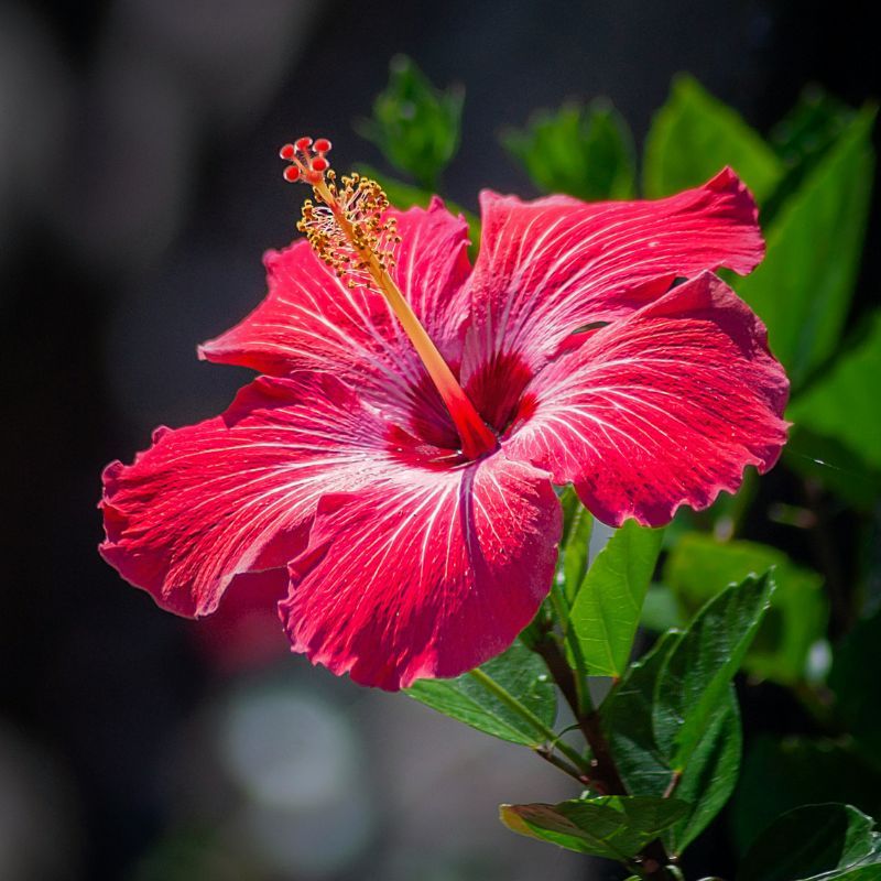 Nutritionist’s guide: Know how to incorporate Hibiscus into your daily diet