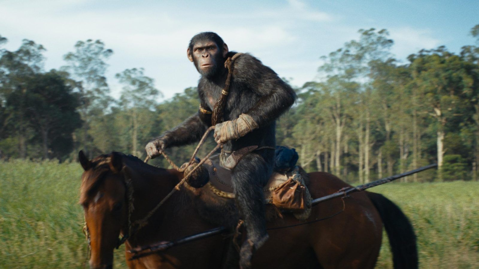 Kingdom of the apes. Kingdom of the apes