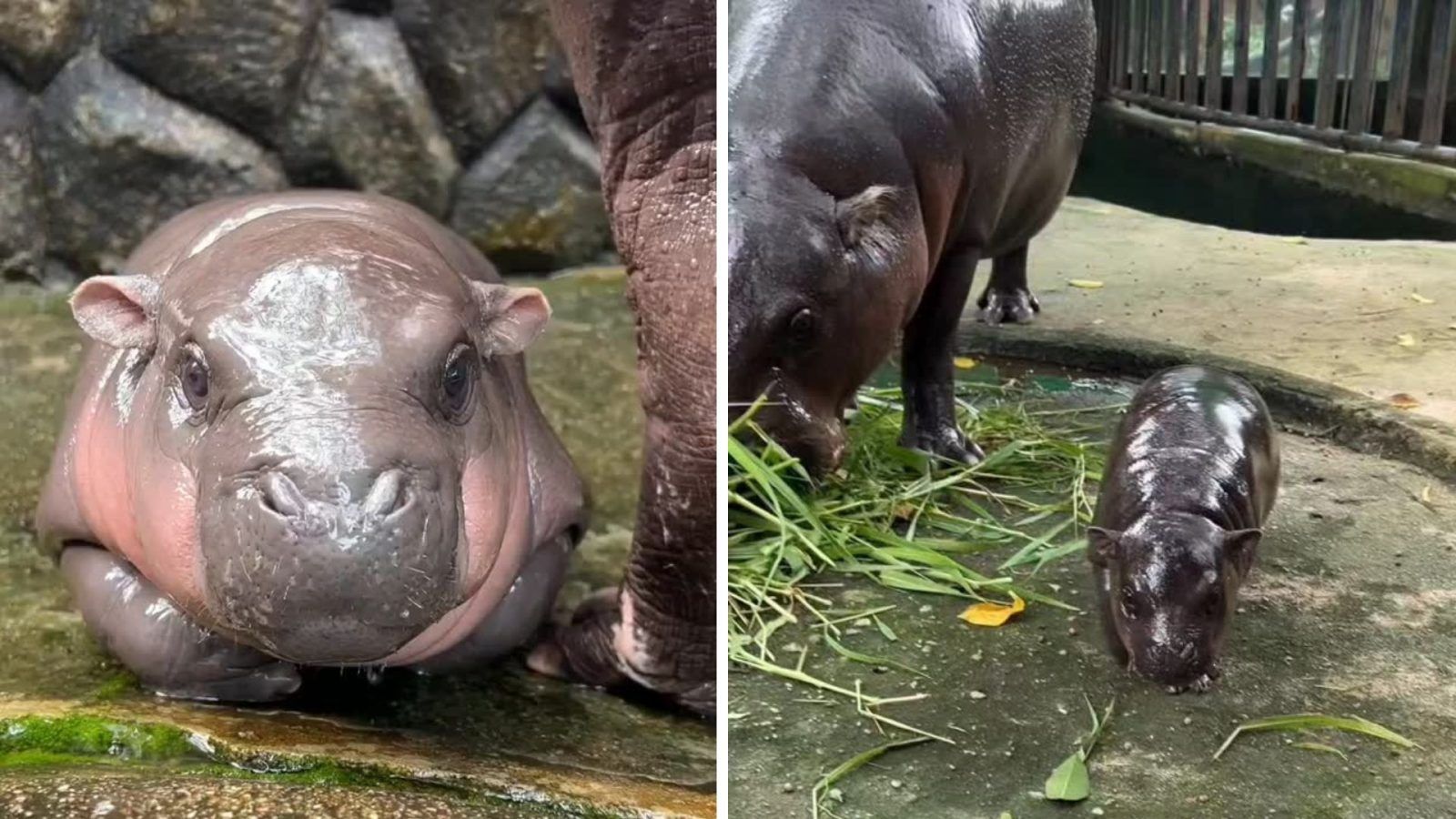 Moo Deng Hippo : All about Thailand's viral pygmy one | Lifestyle Asia ...