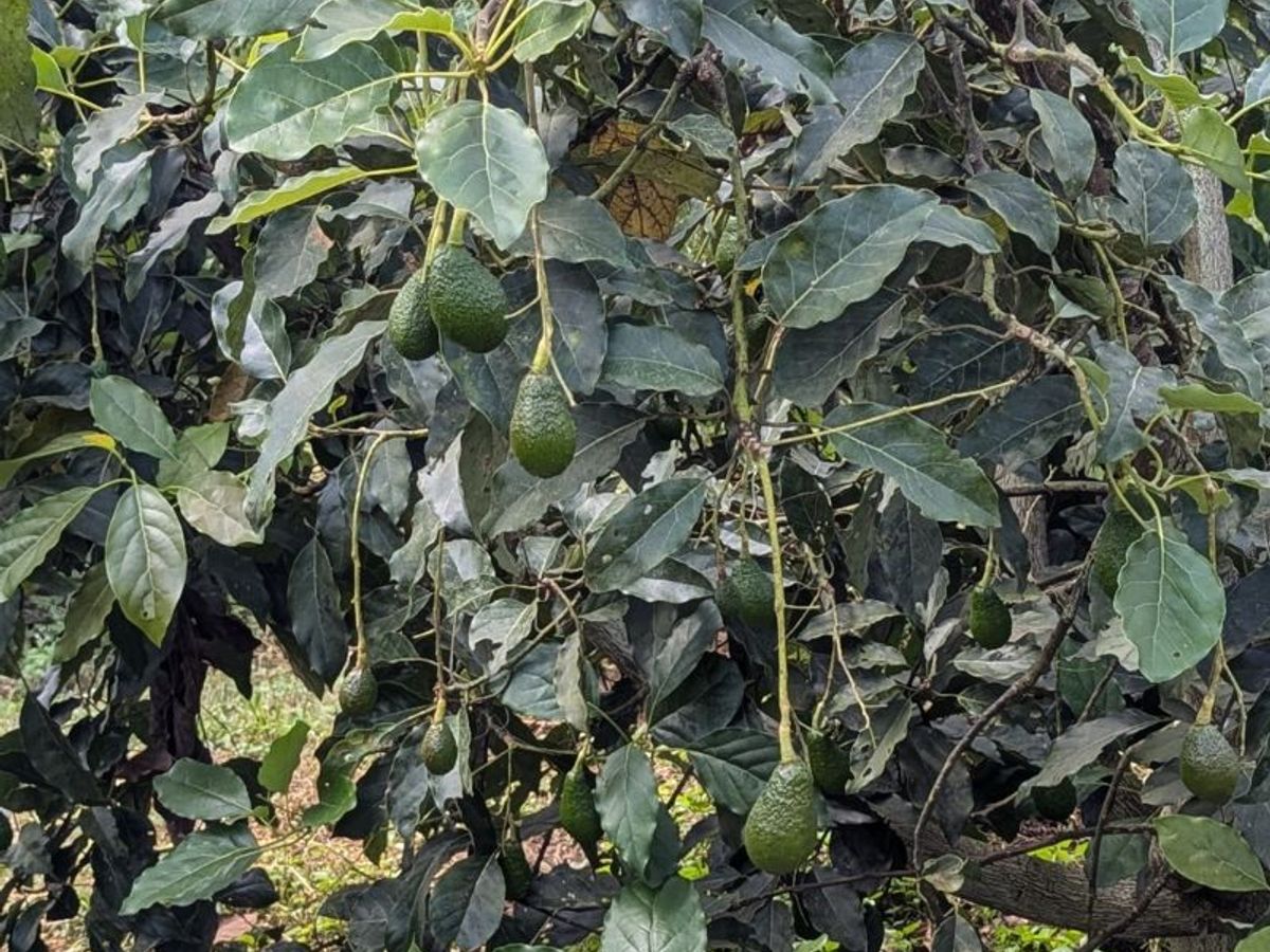 Beyond coffee and tea: A visit to avocado farm in Coorg
