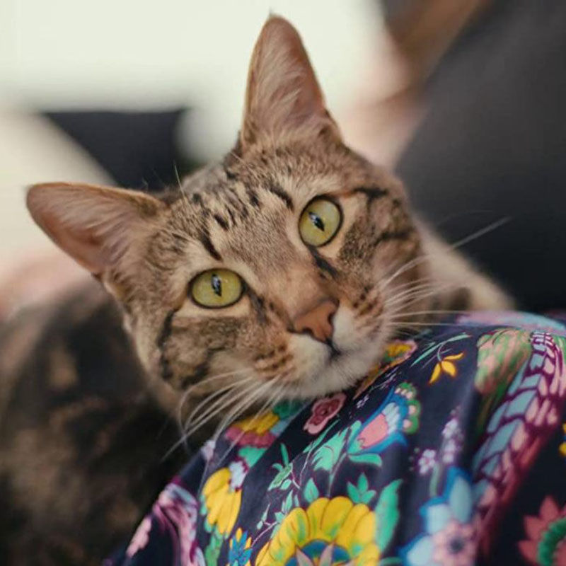 inside the mind of a cat สารคดีน่าดูสำหรับทาสแมวใน Netflix