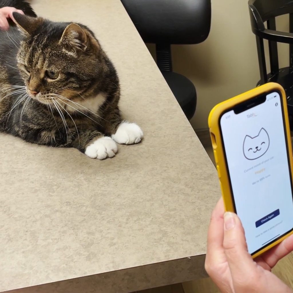 แอพ Tably AI สุดล้ำของทาสแมว สื่ออารมณ์ บอกความรู้สึก สุขภาพเจ้าเหมียว