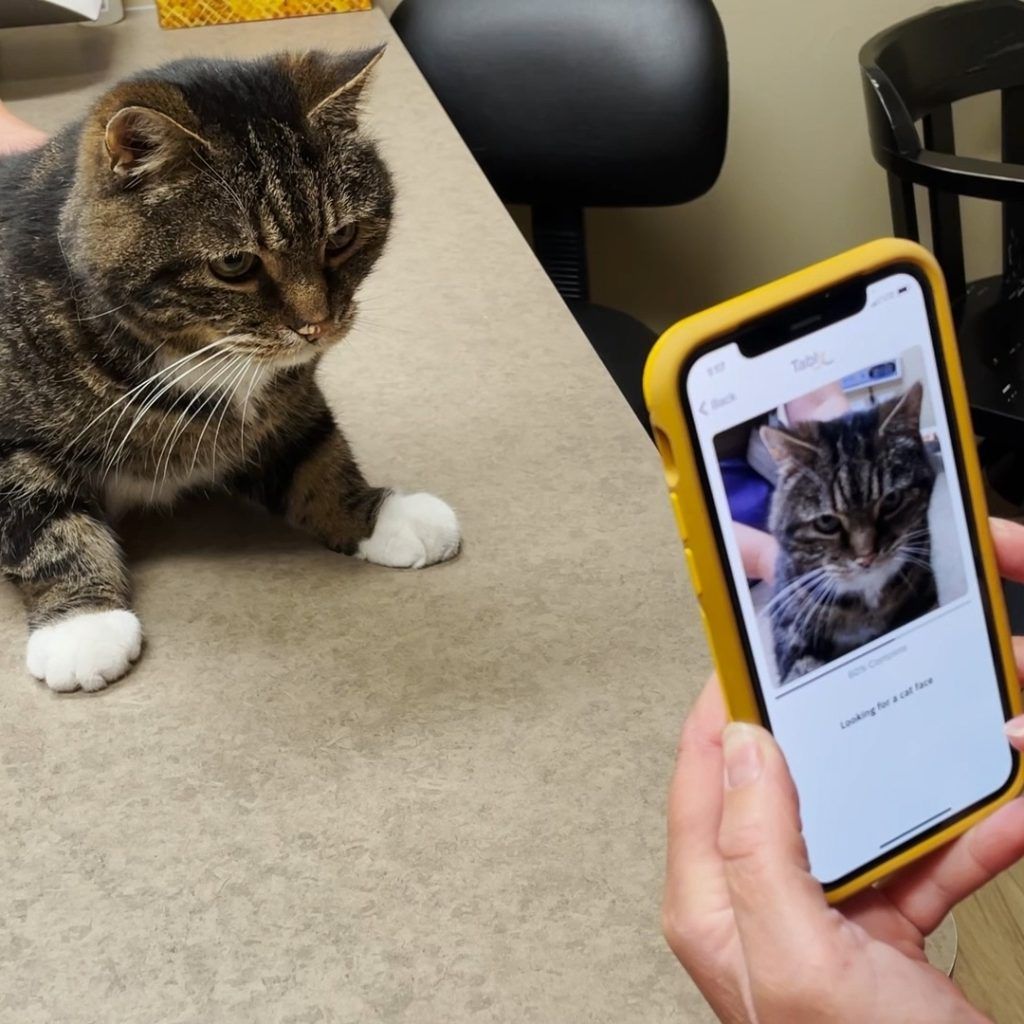 แอพ Tably AI สุดล้ำของทาสแมว สื่ออารมณ์ บอกความรู้สึก สุขภาพเจ้าเหมียว