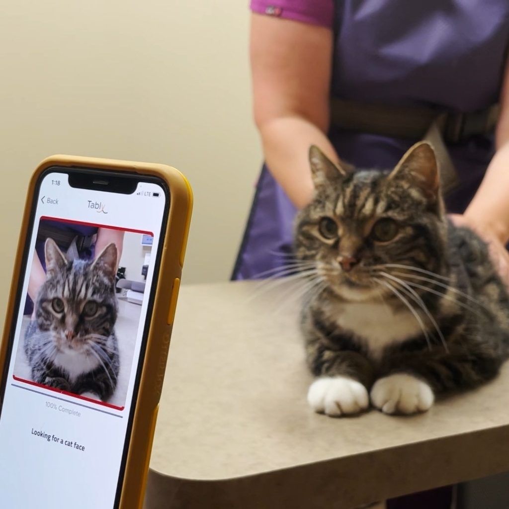 แอพ Tably AI สุดล้ำของทาสแมว สื่ออารมณ์ บอกความรู้สึก สุขภาพเจ้าเหมียว