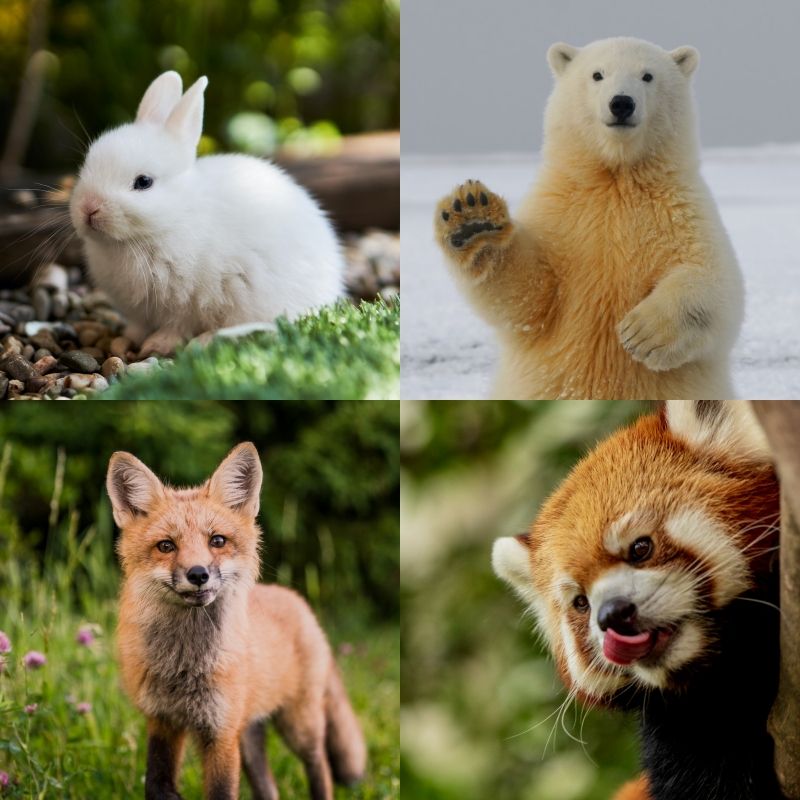 เปิดคัมภีร์แห่งโชคลาภ แนะนำ สัตว์นำโชค ของแต่ละราศี (Spirit Animal)