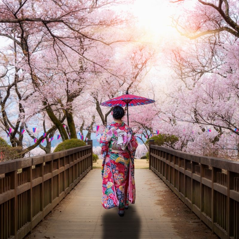 เที่ยว ดูซากุระญี่ปุ่น ที่ Yoshino ภูเขาดอกซากุระ หนึ่งในมรดกโลกที่งดงามแห่งญี่ปุ่น
