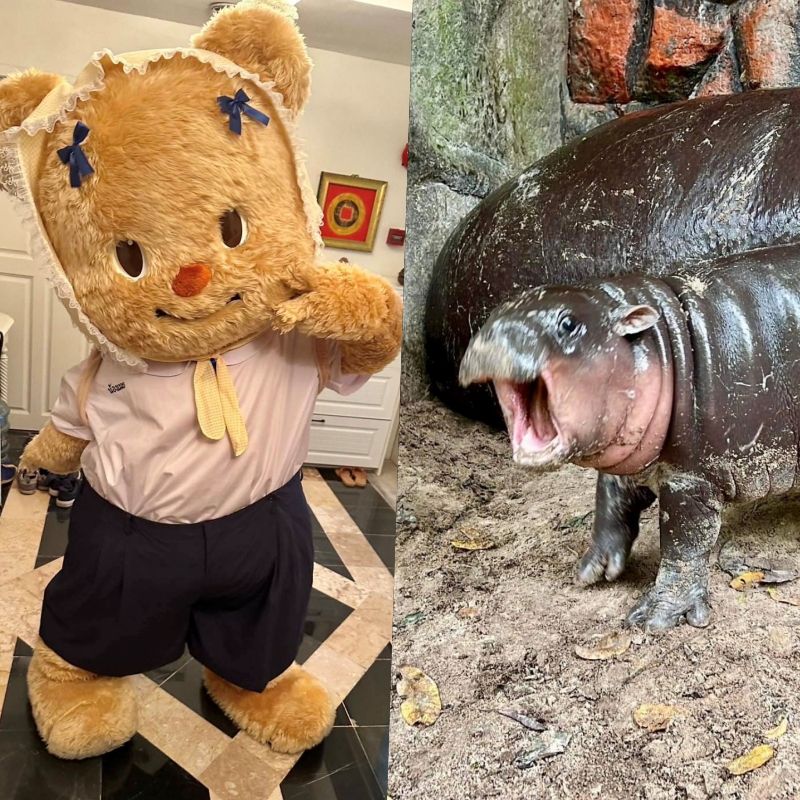เปิดไทม์ไลน์ หมีเนย Butterbear กับ หมูเด้ง ฮิปโปแคระ เด็ก ๆ สุดไวรัล น้องสองคนนี้คือใคร เดบิวต์เมื่อไหร่กันนะ