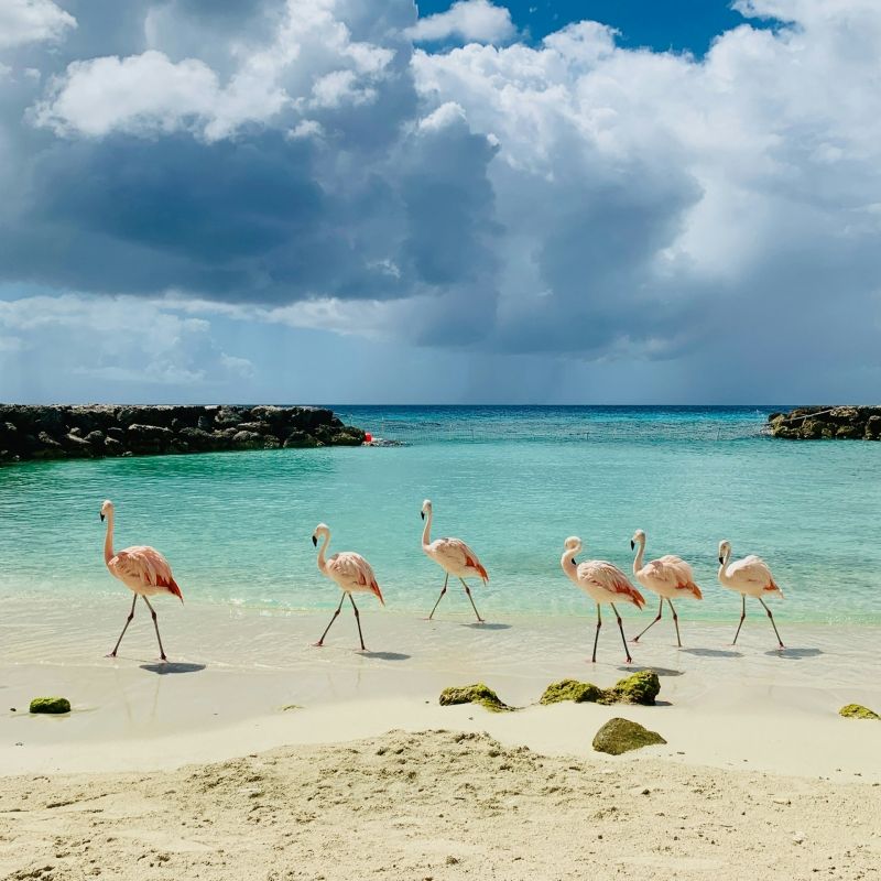 Things to do in Aruba! ชวนมา เที่ยว Aruba ตามหาฟลามิงโกสีชมพู บนหาดทรายขาวกลางทะเลแคริบเบียน